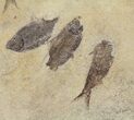 Fossil Fish (Gosiutichthys) Mortality Plate - Lake Gosiute #61571-1